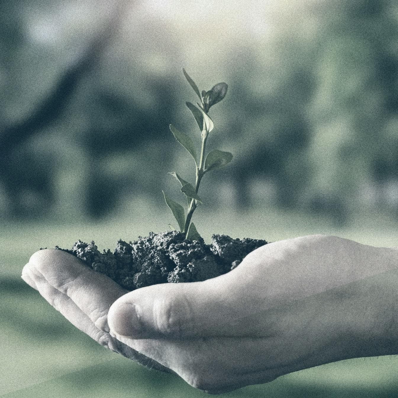 sustainable lifestyle